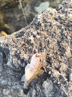 Геленджик, первый день: искупался, поужинал и к камням со спином