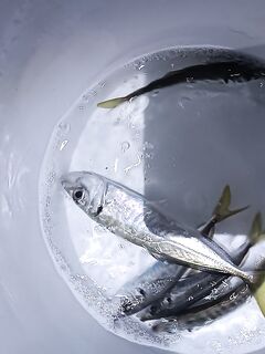 Ставрида до 23, потом отводной: мелкий горбылик и карась без скорпены