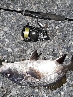 Новый Свет, два горбыля: долгий вываживатель и визг фрикциона