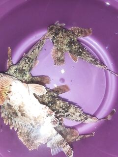 Лдзаа, утро и вечер: скорпенки, горбыльки и самодур по ставриде