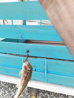 Волна и муть с утра: поклёвок много, карась стаскивает маракую