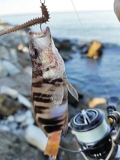 После шторма тяжело: за утро одна поклёвка и амнистированная кукушка