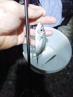 Ставрида с 22 до 24: мелкая, много сходов, вокруг крутится сарган