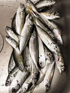 Приём по ставриде: рыба летит в сторону берега и меньше сходит