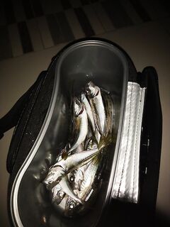 Нижняя Хобза: хвосты обгрызают, луна полная, горбылёнок в прилове