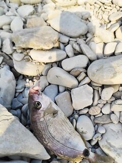 Вечерний час: много поклёвок, пара сходов и один уверенный