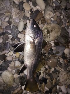 Абхазия между Афоном и Гудаутой: донки по кефали, спин по карасю