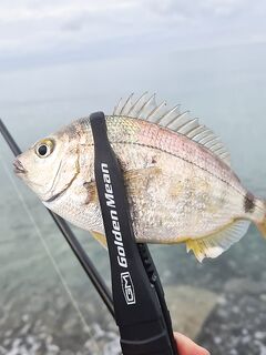 Лазаревское сегодня: ставрида потихоньку укрупняется и это радует