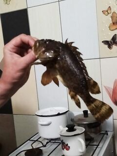 Джубга на скорую руку: поплавок и джиг, лучше с кракозябрами