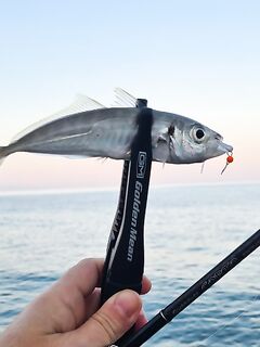 Сочи и Лазаревское: пара последних рыбалок по месту, рыба есть