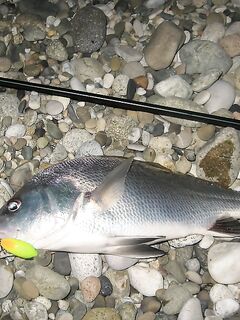 Воблеры работают: крэнки, шэды, минноу и даже свимбейты по морю