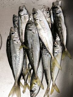 Когда подходят одиночки: сверхмедленно, 0,5 г и редкие поклёвки