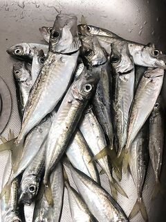 Самодур против микры: дедок ушёл, а рыба есть, но медленная