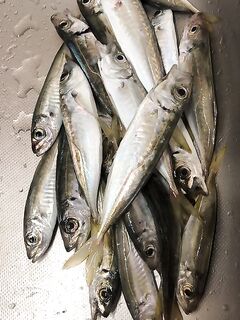 Ночные тычки без реализации: вымученная ставрида и капризная мелочь