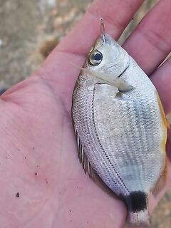 Пляжный спиннинг «между купаниями»: пятачки злят, червь выручает, сарганчик только смотрит