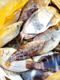 Большой Утриш: платный выход на голяка и береговая бомбарда с нереисом — улов на кухню