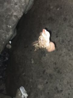 Имеретинка: нырял за последней тиролькой трижды, достал две скорпены — поклёвки часто