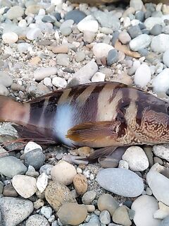 Воблеры над камнями: 35–40 м в штормянку сложно, карась забагрился поперёк