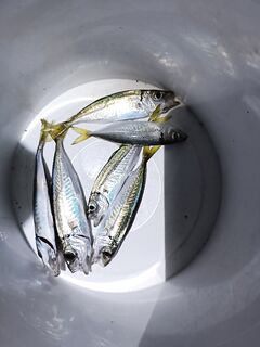 Ночь с 22 до 1: ставридка на 1.5 г и «Мария», много сходов — тыкается в свинец