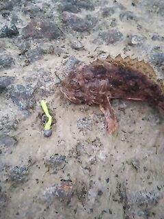 Опасные шипы: ёрш-скорпена и морской дракон — яд серьёзный, возможна асфиксия