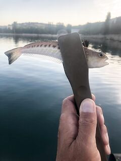 Съём скорпены: придавить ногой на суше и пассатижами — быстро и безопасно