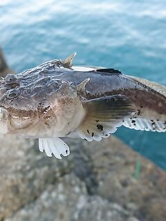 Небезопасная рыба с песчаных пляжей: звёздочёт или морская корова — беру пассатижи