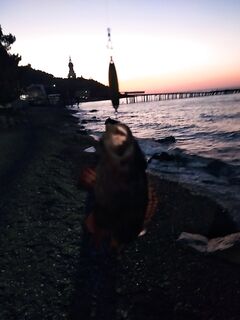 Малореченское на рассвете: потерял 4 джиг-головки и 2 воблера — выручили форелевые блёсны