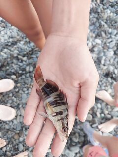 Сукко, вечер: кукушка, ласкирь и ерши на тирюльки, один обрыв — флюр старый