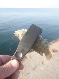 Малореченское до семи: скорпены бодрые, две мощные поклёвки у поверхности — мимо