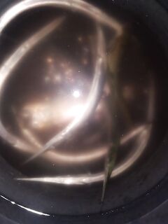 Керченский пролив — классика: сарган и пузанок держат темп под берегом