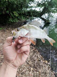 Рыба выживает даже с рваными губами — встречаю такое довольно часто на точках