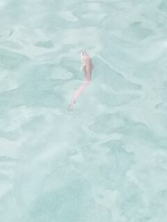 Утро с карасём и загадочной «мини-муреной» — ставриды нет, пачка резины съедена