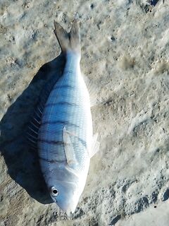 Геленджик: загадочный «мармыр» — подскажите точное название этой красивой рыбы