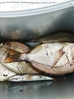 Вечерняя сковородка: после 18 подтянулся размер, скорпена и барабулька в прилове