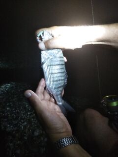 Пицунда UL: мар мира валом, ставрида идёт, первый трофей на палочку до 2 грамм