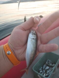 Глубина 30–40 м, ставрида в толще — берег ловит зубаря на водоросли на поплавок