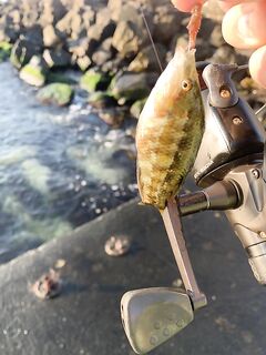 Несебр: бомбарда первый опыт, кефалька сошла на червя, у пирса клюёт «санфиш»