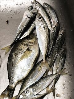 Луфарь не вышел к берегу, под пирсом только ставридка — осенний пазл без ответов