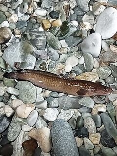 Пицунда, август: «налим» из моря — редкая встреча на отдыхе