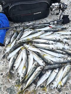 С утра ставрида: короткая отметка о рабочем окне