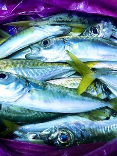 Лазаревское ночь: донная рыба молчит, ставрида плюхает у берега