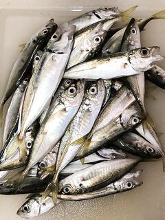 Сентябрьский мормышинг: 0.4 г и стрейч-силикон повышают реализацию