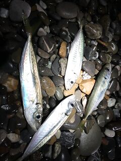 Головинка ночью: скорпена на отводной, ставрида «жрала» до полуночи