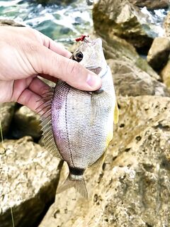 Головинка после шторма: клюёт до солнца, купальщики мешают — горбыля нет