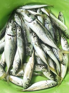 Севастополь окраины: МДЖ под звёздами, бриз и без «рыбозаготовки»