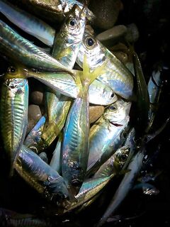 Лдзаа: мелкий горбыль найден, ставрида под прожектором, пакрафт неудобен