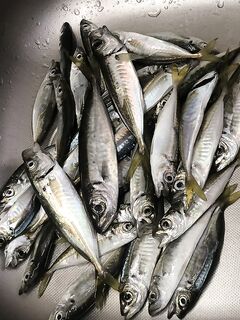 Ночной лайфхак: крючок со съедобкой + дробинка 0.2–0.3 г и полоски ставриды