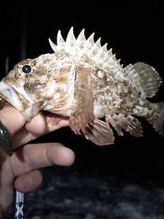 Имеретинский пляж ночью: скорпены море, другая рыба не подошла