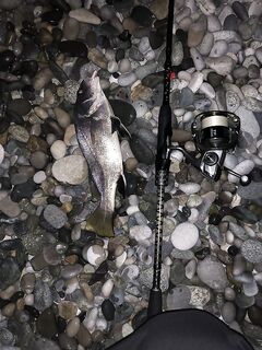 Пицунда: слабая ставрида — выручили отводной, скорпены и пяток горбылят