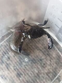 Утренний улов без расшифровки: отметка о результате